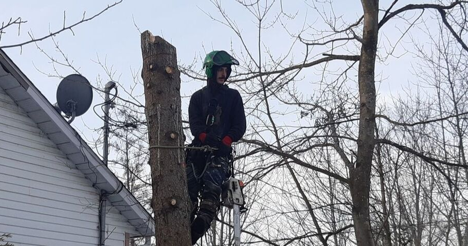 Émondeur de Abattage Arbre Quebec qui émonde un arbre à Quebec.