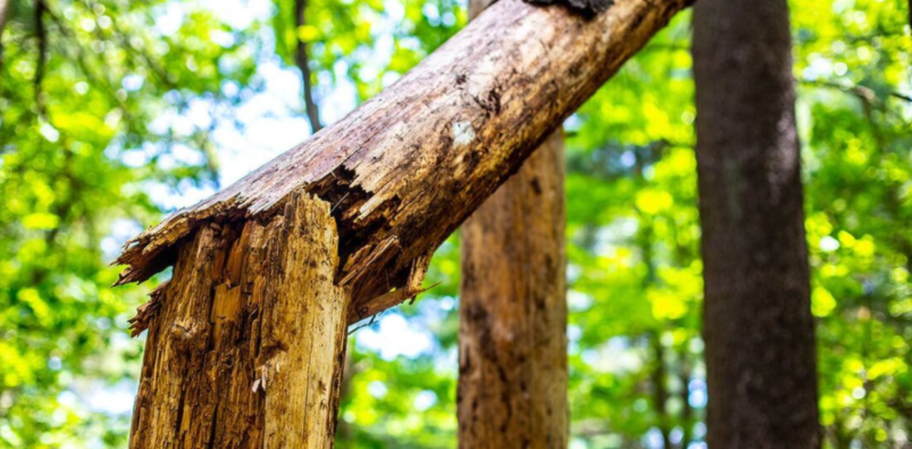 Arbre mort à Quebec. Un abattage arbre sera fait par Abattage Arbre Quebec.